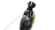 Receive Exact Pet Location w/ Pet Tracker GPS Tracking Dog Collar Tracker Size:M