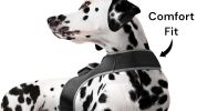 Wireless GPS Tracking Collars for Hunting Dogs Realtime Tracking Tool Size:L